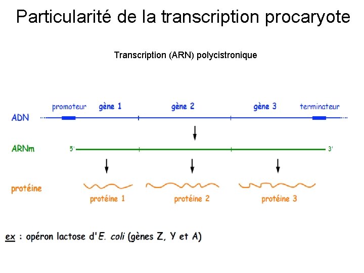 Particularité de la transcription procaryote Transcription (ARN) polycistronique 