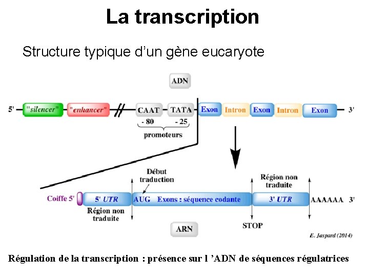 La transcription Structure typique d’un gène eucaryote Régulation de la transcription : présence sur