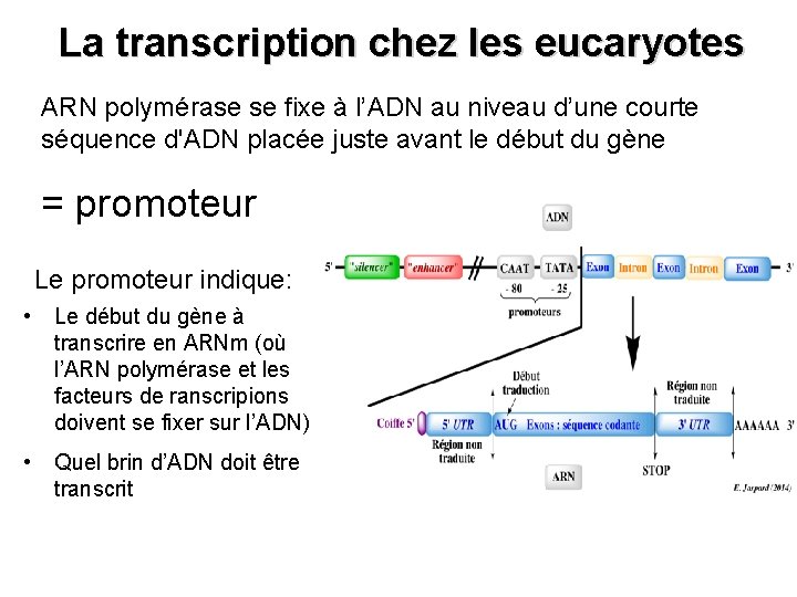 La transcription chez les eucaryotes ARN polymérase se fixe à l’ADN au niveau d’une