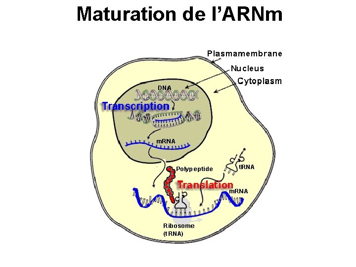 Maturation de l’ARNm 