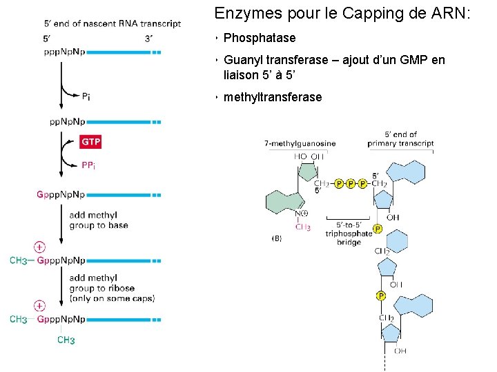 Enzymes pour le Capping de ARN: • Phosphatase • Guanyl transferase – ajout d’un