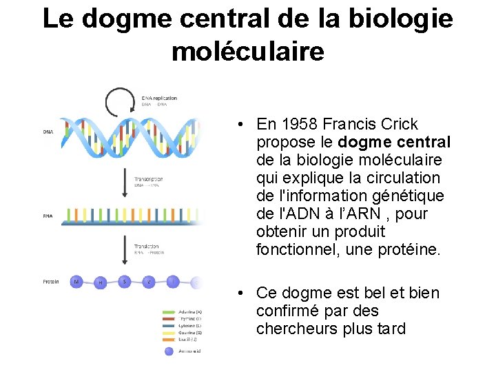 Le dogme central de la biologie moléculaire • En 1958 Francis Crick propose le