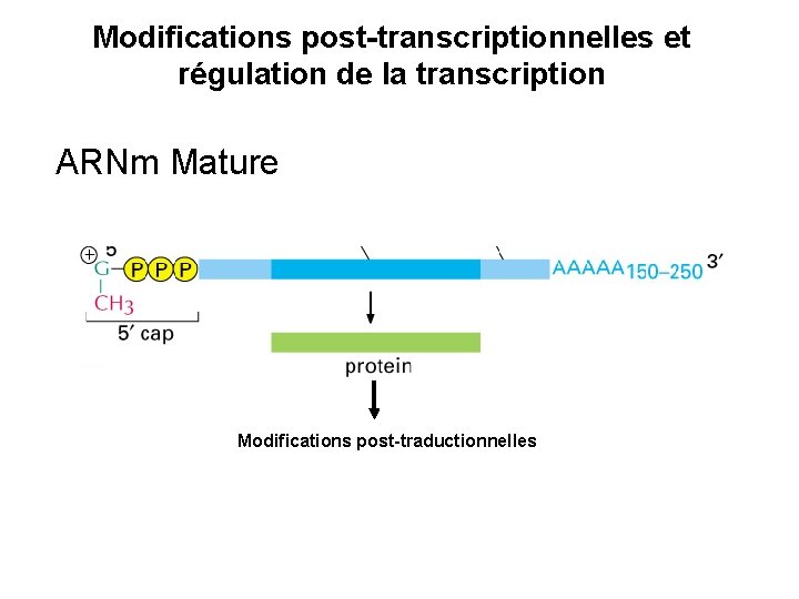 Modifications post-transcriptionnelles et régulation de la transcription ARNm Mature Modifications post-traductionnelles 