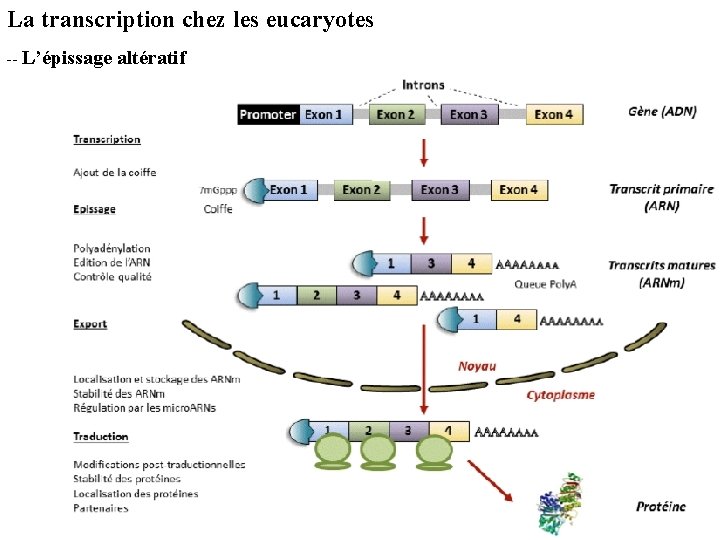 La transcription chez les eucaryotes -- L’épissage altératif 