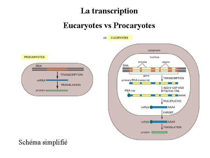 La transcription Eucaryotes vs Procaryotes Schéma simplifié 