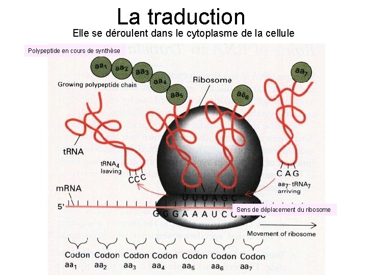 La traduction Elle se déroulent dans le cytoplasme de la cellule Polypeptide en cours