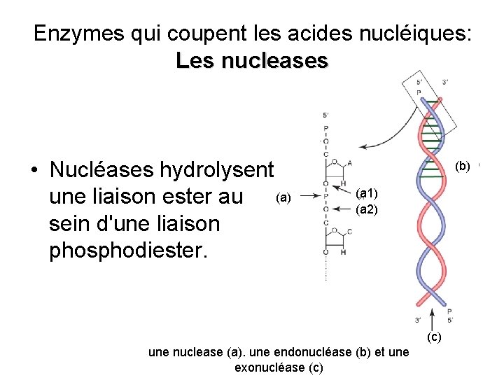 Enzymes qui coupent les acides nucléiques: Les nucleases • Nucléases hydrolysent une liaison ester