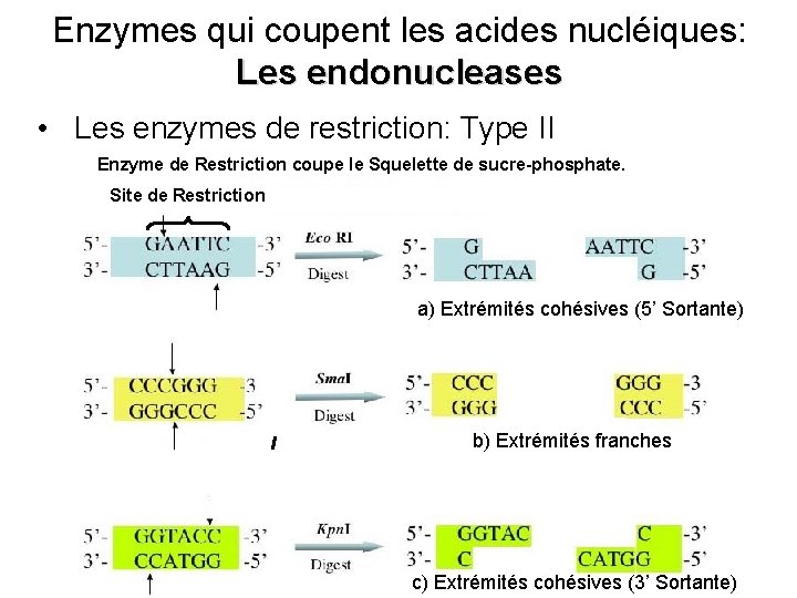 Enzymes qui coupent les acides nucléiques: Les endonucleases • Les enzymes de restriction: Type