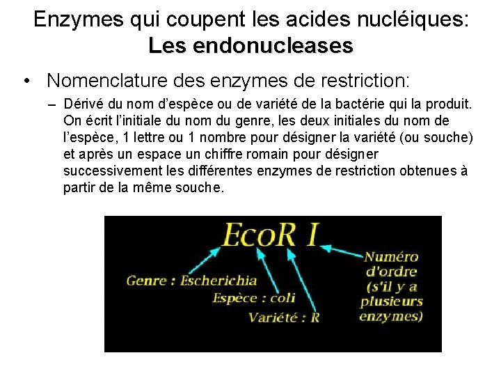 Enzymes qui coupent les acides nucléiques: Les endonucleases • Nomenclature des enzymes de restriction: