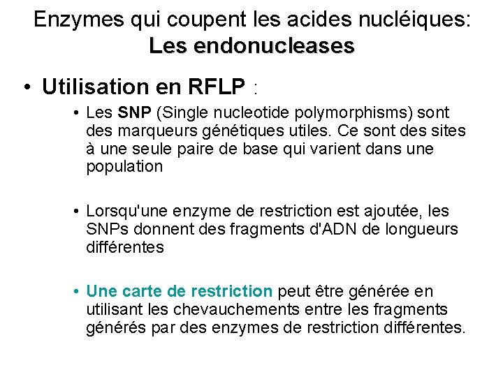 Enzymes qui coupent les acides nucléiques: Les endonucleases • Utilisation en RFLP : •