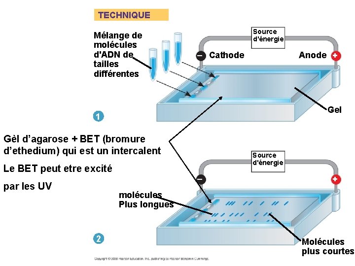 TECHNIQUE Mélange de molécules d'ADN de tailles différentes Source d'énergie Anode + – Cathode