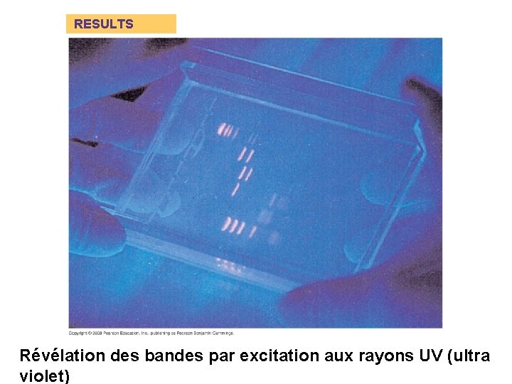 RESULTS Révélation des bandes par excitation aux rayons UV (ultra violet) 