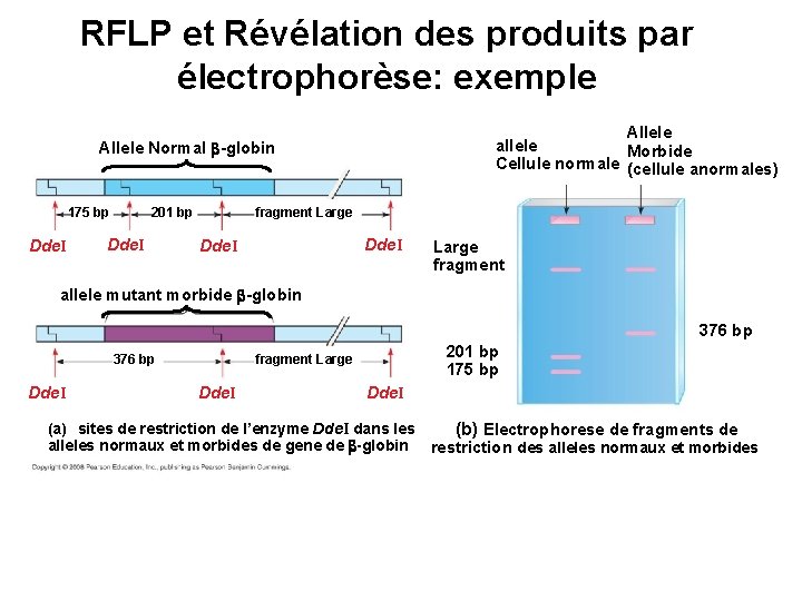 RFLP et Révélation des produits par électrophorèse: exemple Allele allele Morbide Cellule normale (cellule
