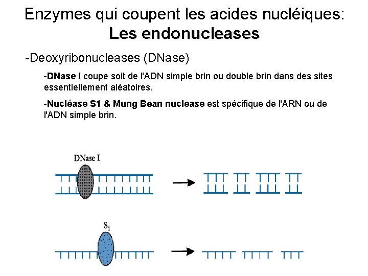 Enzymes qui coupent les acides nucléiques: Les endonucleases -Deoxyribonucleases (DNase) -DNase I coupe soit