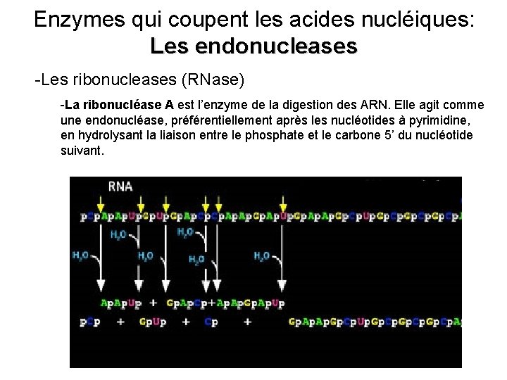 Enzymes qui coupent les acides nucléiques: Les endonucleases -Les ribonucleases (RNase) -La ribonucléase A