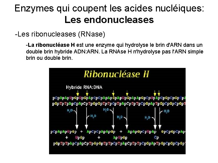 Enzymes qui coupent les acides nucléiques: Les endonucleases -Les ribonucleases (RNase) -La ribonucléase H