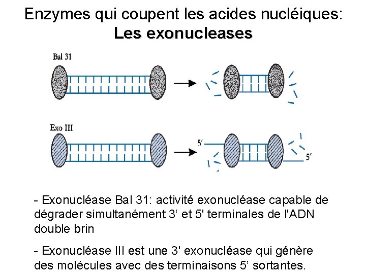 Enzymes qui coupent les acides nucléiques: Les exonucleases - Exonucléase Bal 31: activité exonucléase