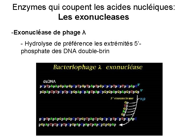 Enzymes qui coupent les acides nucléiques: Les exonucleases -Exonucléase de phage λ - Hydrolyse