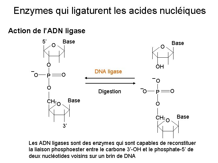 Enzymes qui ligaturent les acides nucléiques Action de l’ADN ligase 5’ _ O Base