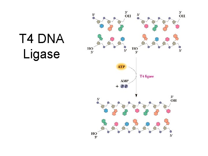 T 4 DNA Ligase 
