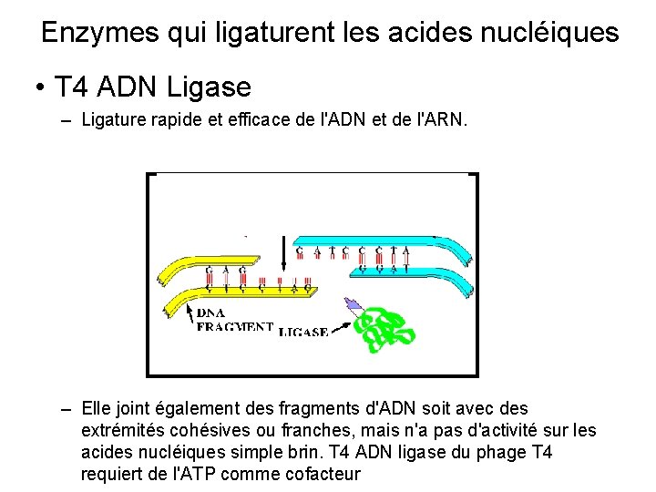 Enzymes qui ligaturent les acides nucléiques • T 4 ADN Ligase – Ligature rapide