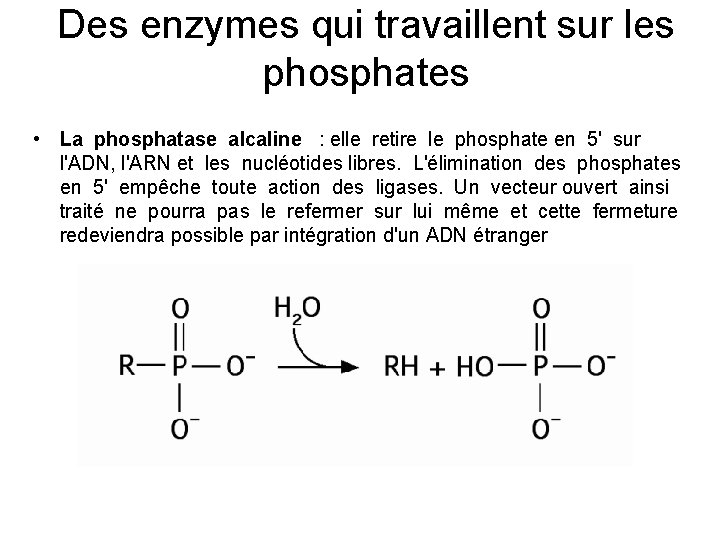 Des enzymes qui travaillent sur les phosphates • La phosphatase alcaline : elle retire