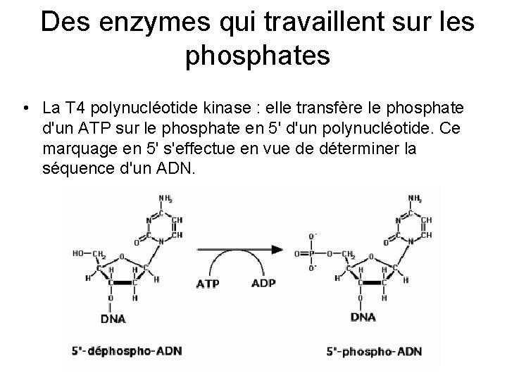 Des enzymes qui travaillent sur les phosphates • La T 4 polynucléotide kinase :