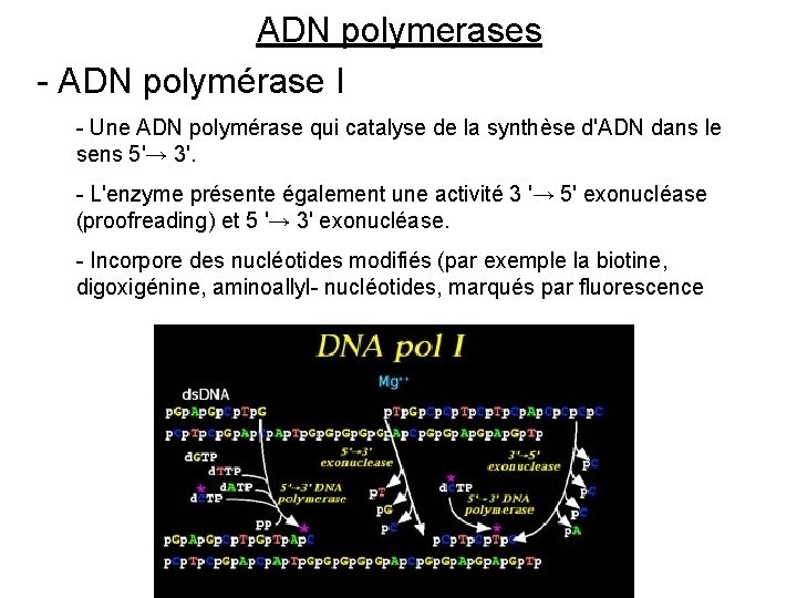 ADN polymerases - ADN polymérase I - Une ADN polymérase qui catalyse de la