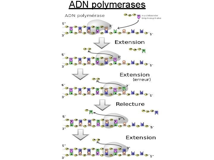 ADN polymerases 