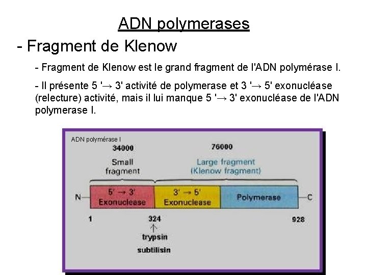 ADN polymerases - Fragment de Klenow est le grand fragment de l'ADN polymérase I.