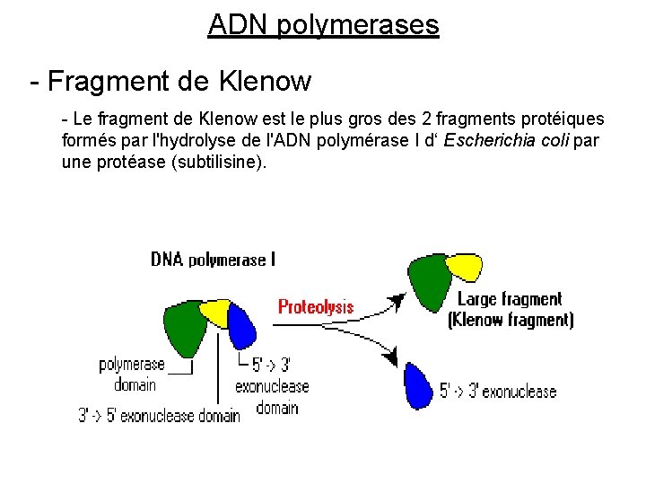 ADN polymerases - Fragment de Klenow - Le fragment de Klenow est le plus