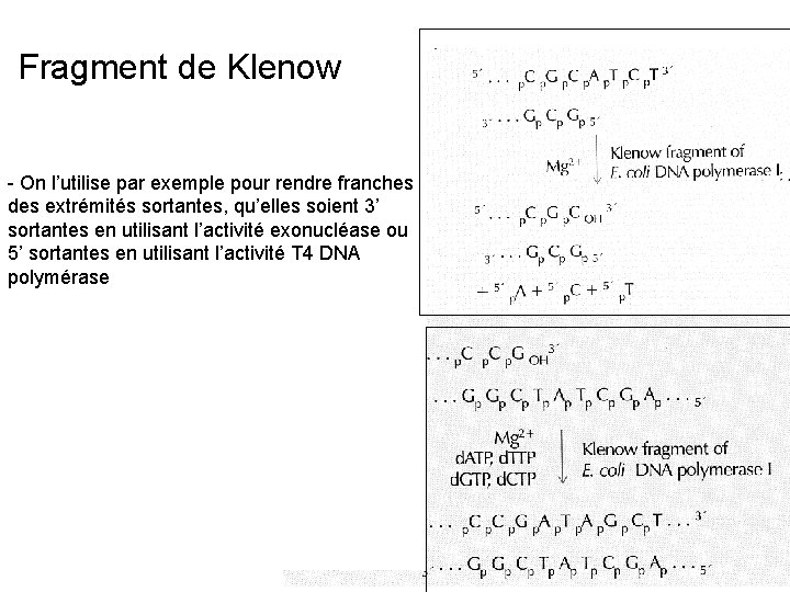  Fragment de Klenow - On l’utilise par exemple pour rendre franches des extrémités