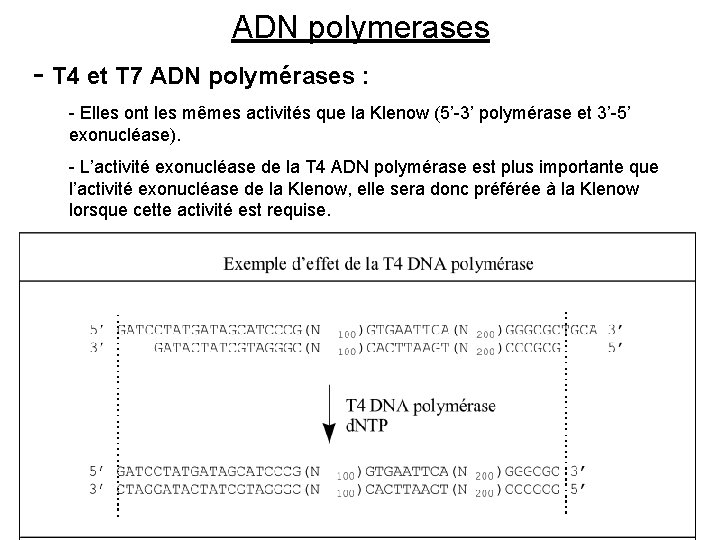 ADN polymerases - T 4 et T 7 ADN polymérases : - Elles ont