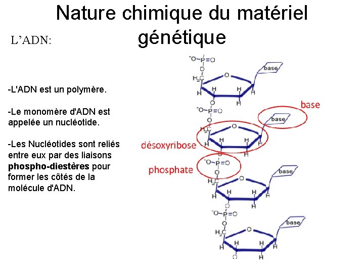 Nature chimique du matériel L’ADN: génétique -L'ADN est un polymère. -Le monomère d'ADN est