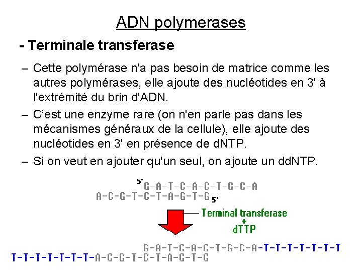 ADN polymerases - Terminale transferase – Cette polymérase n'a pas besoin de matrice comme