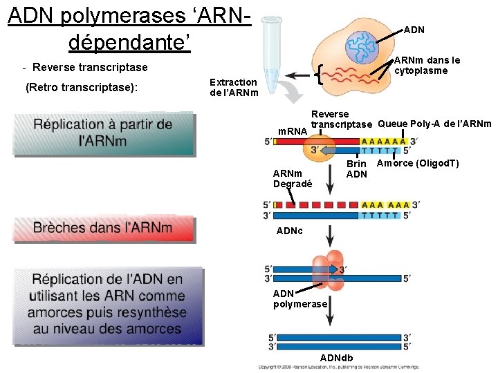 ADN polymerases ‘ARNdépendante’ ADN ARNm dans le cytoplasme - Reverse transcriptase (Retro transcriptase): Extraction