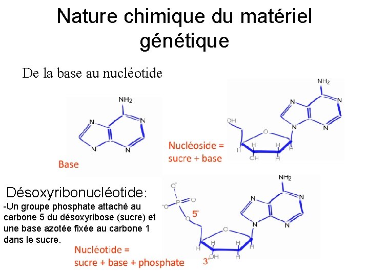 Nature chimique du matériel génétique De la base au nucléotide Désoxyribonucléotide: -Un groupe phosphate