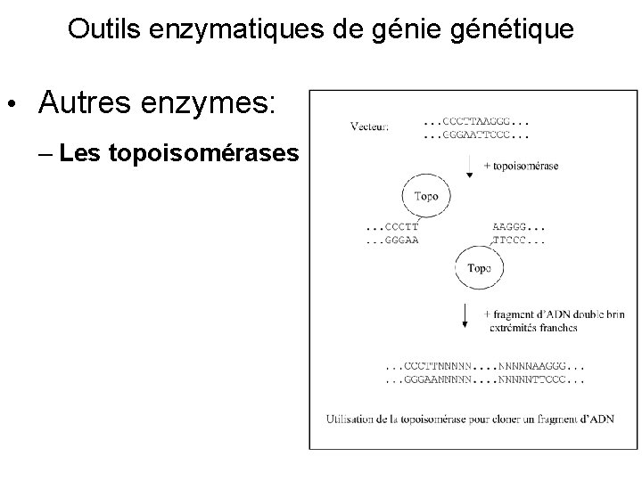 Outils enzymatiques de génie génétique • Autres enzymes: – Les topoisomérases 