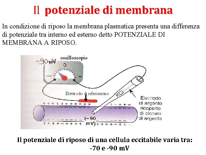 Il potenziale di membrana In condizione di riposo la membrana plasmatica presenta una differenza