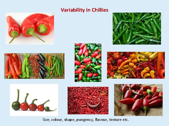 Variability in Chillies Size, colour, shape, pungency, flavour, texture etc. 