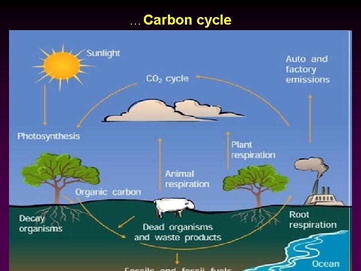 …Carbon cycle 