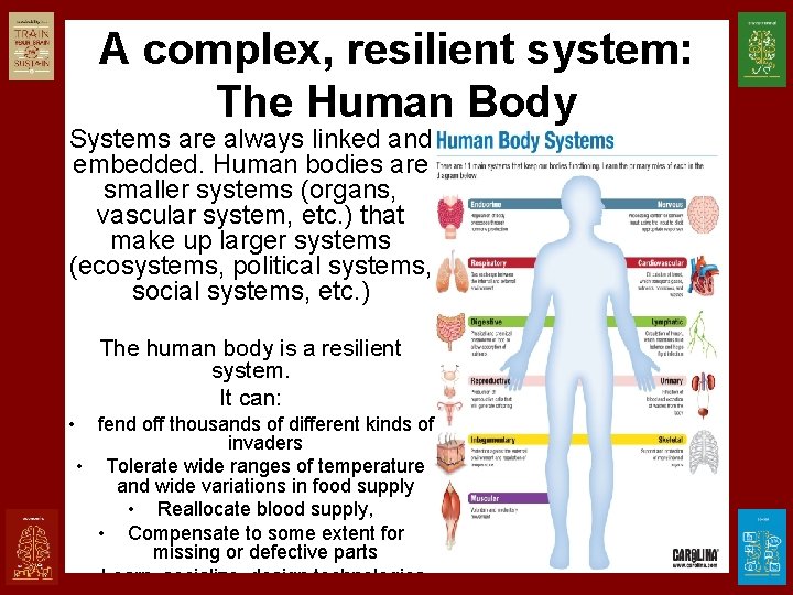 A complex, resilient system: The Human Body Systems are always linked and embedded. Human