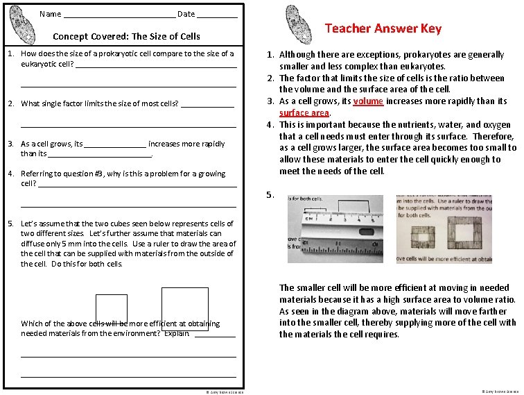 Name _____________ Date _____ Teacher Answer Key Concept Covered: The Size of Cells 1.