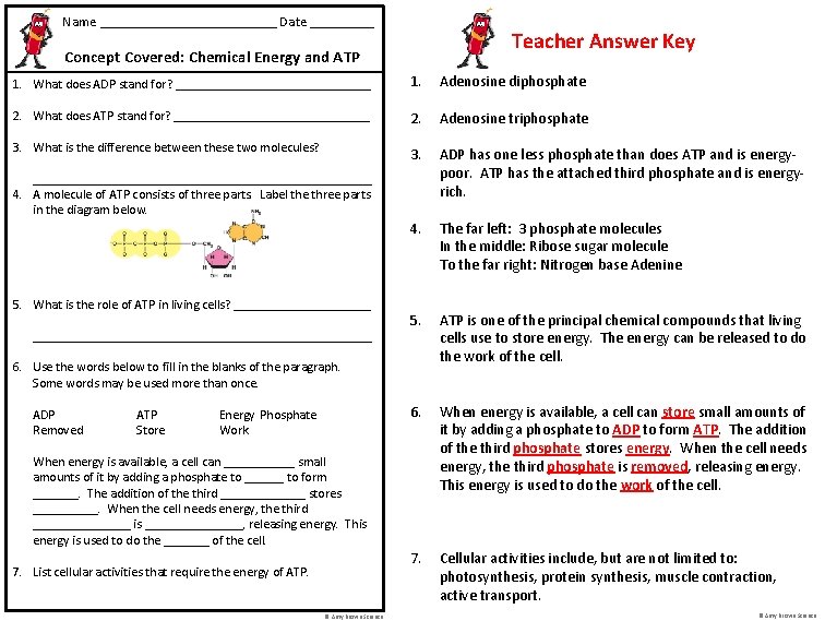 Name _____________ Date _____ Teacher Answer Key Concept Covered: Chemical Energy and ATP 1.