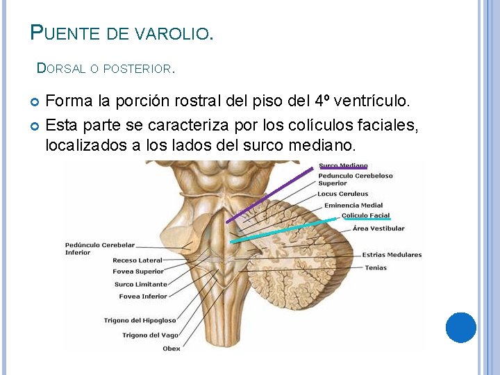 PUENTE DE VAROLIO. DORSAL O POSTERIOR. Forma la porción rostral del piso del 4º