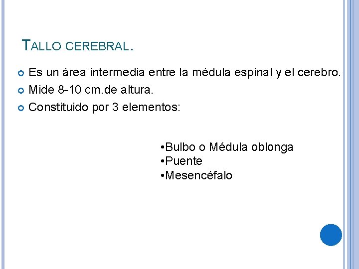 TALLO CEREBRAL. Es un área intermedia entre la médula espinal y el cerebro. Mide