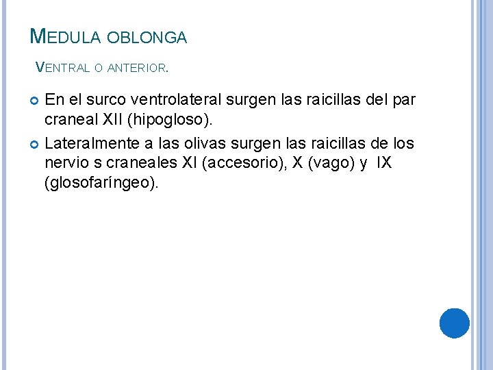MEDULA OBLONGA VENTRAL O ANTERIOR. En el surco ventrolateral surgen las raicillas del par