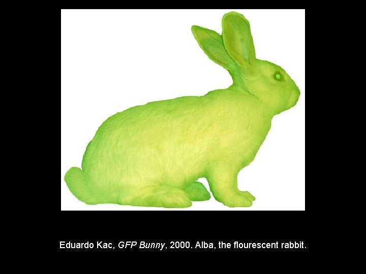 Eduardo Kac, GFP Bunny, 2000. Alba, the flourescent rabbit. 