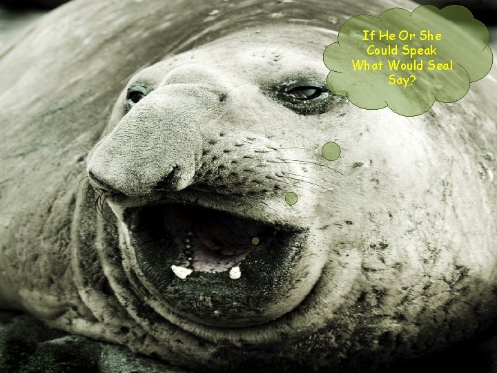 If He Or She Could Speak What Would Seal Say? 