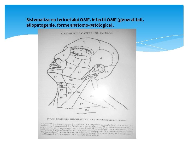 Sistematizarea teriroriului OMF. Infectii OMF (generalitati, etiopatogenie, forme anatomo-patologice). 